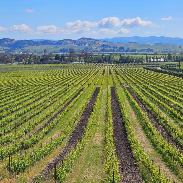 USA/California/Napa: Private Wine Tour for up to 6 guests - Key Points