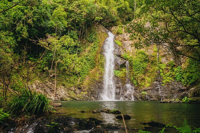 UTV 4wd Cassowary Falls and Daintree Rainforest Adventure tour - An In-Depth Look at the Daintree UTV Adventure