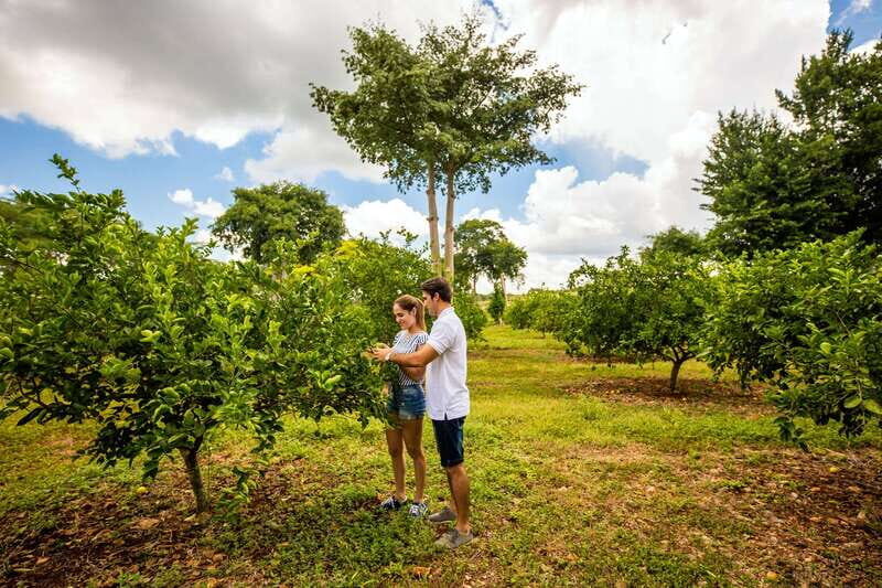 Uxmal: Private Plantations Tour in a Vintage Land Rover - What Travelers Are Saying
