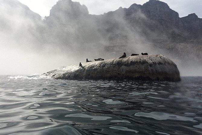 V&A Waterfront Marine Big 5 Ocean Safari - Getting to Know the Marine Big 5 Ocean Safari
