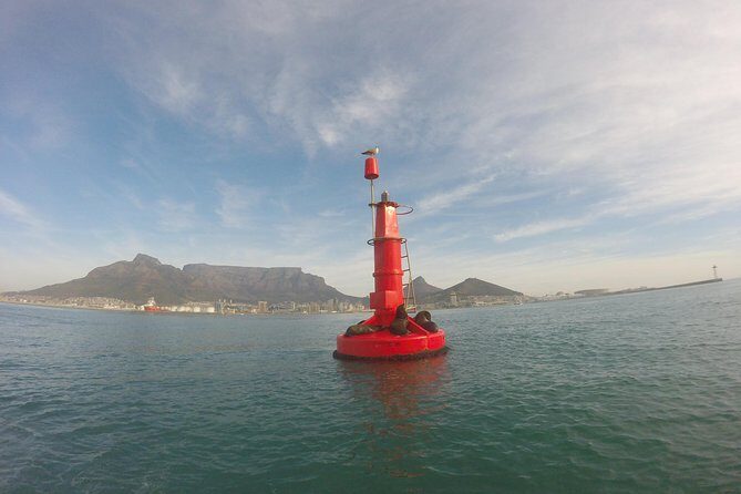 V&A Waterfront Marine Big 5 Ocean Safari - The Verdict: Who Will Love It?