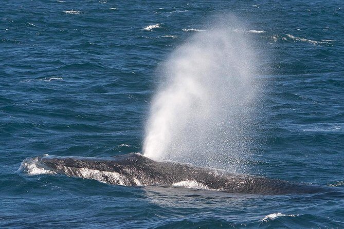 V&A Waterfront Marine Big 5 Ocean Safari - FAQ: Your Practical Questions Answered