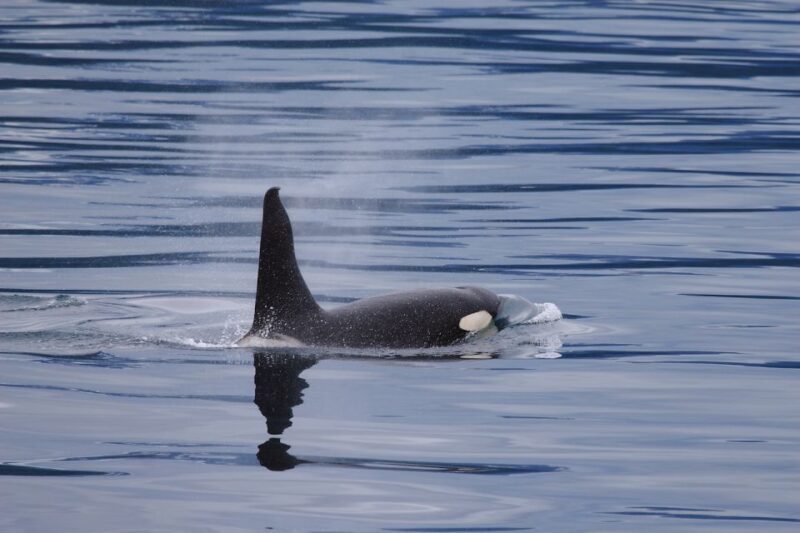 Valdez: 6-Hour Columbia Glacier Cruise - FAQ