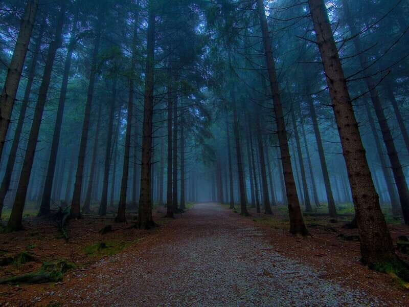 Valle de Bravo: Magical night at the forest - The Return Journey