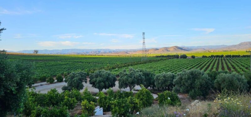 Valle de Guadalupe Tour: Wine Tastings Included - The Sum Up