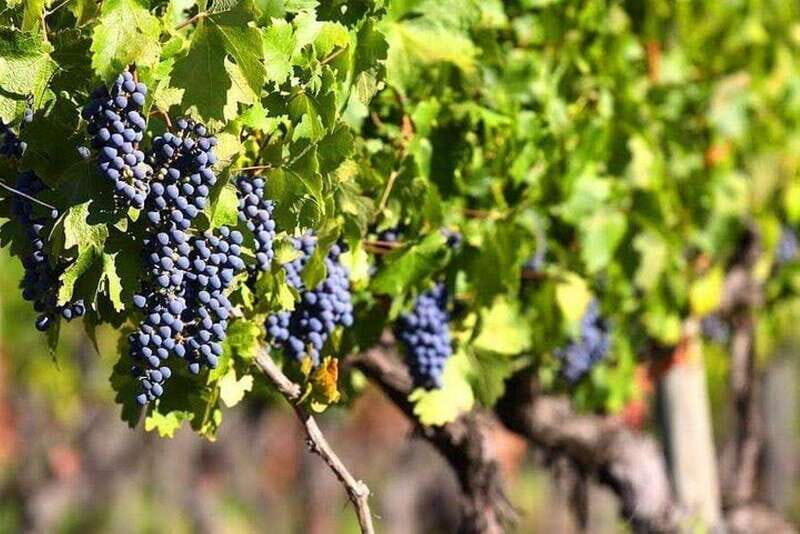 Valle de Guadalupe: Wine Tasting and Wagon Tour - Value and Practical Considerations