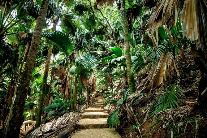 Vallee de Mai Tour (From Praslin) - A Closer Look at the Vallee de Mai Tour Experience
