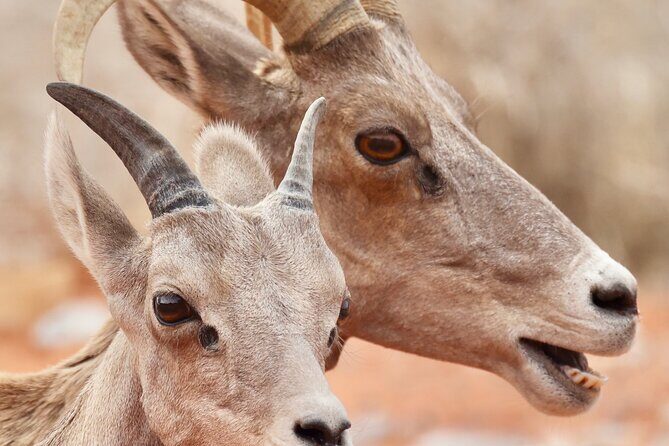 Valley of Fire and Red Rock Canyon Day Tour from Las Vegas - FAQs