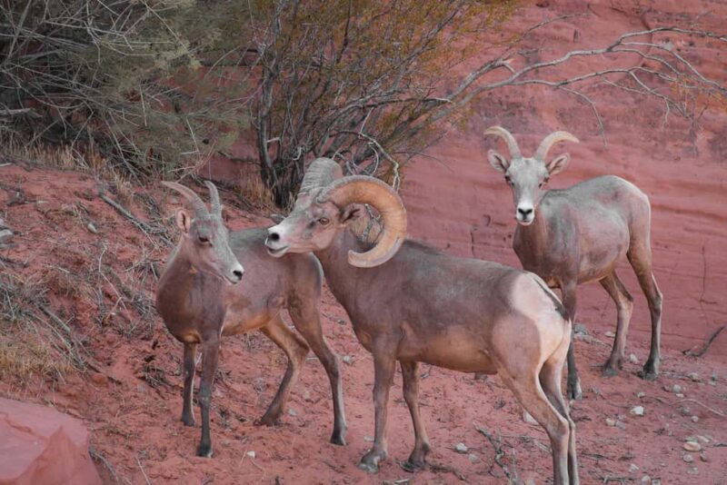 Valley of Fire Guided Hiking Tour & Mojave Desert Adventure - Who Will Love This Tour?
