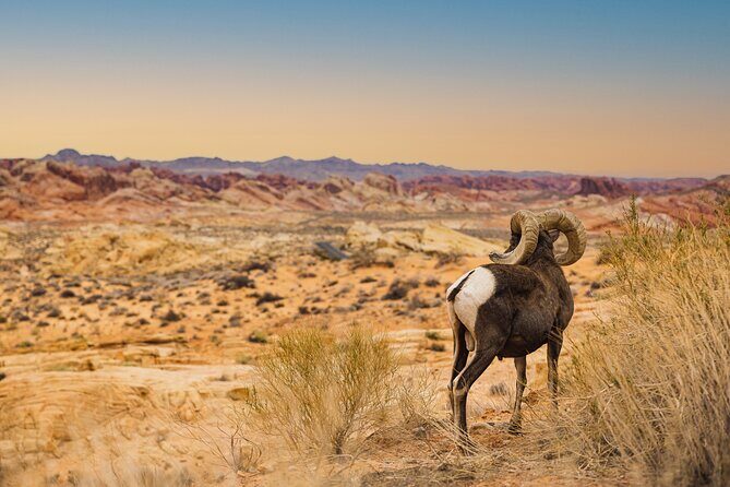 Valley of Fire Sunset Tour from Las Vegas - FAQs