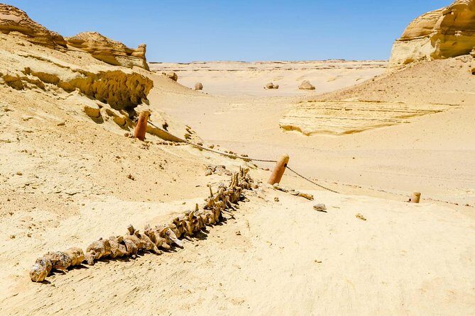 Valley of Whales and Wadi El Rayan Water Falls Day Tour from Cairo - The UNESCO-Listed Valley of the Whales (Wadi Al-Hitan)