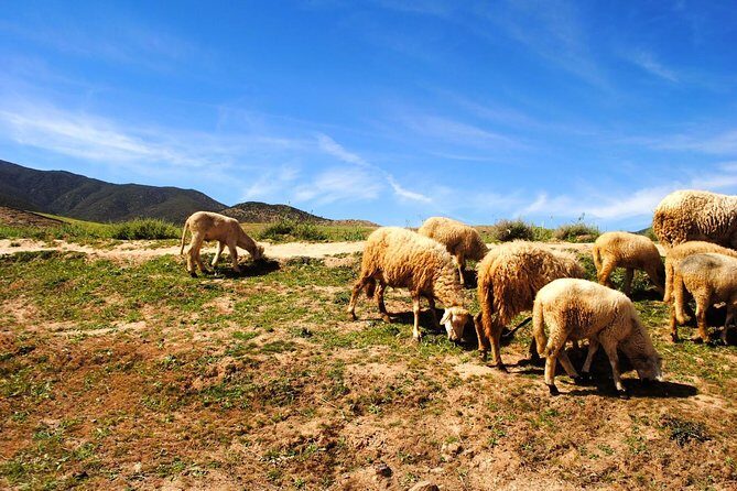Valleys & Berber villages Atlas Mountains-sightseeing Day Trip With Camel Riding - An Introduction to the Tour Experience