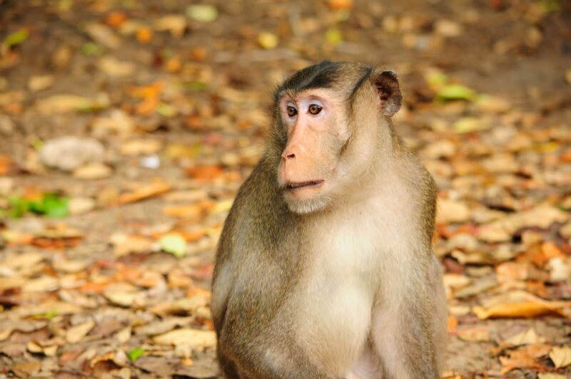 Vam Sat Mangrove Forest Private Tour from Ho Chi Minh City - Introduction