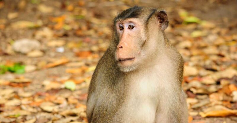 Vam Sat Mangrove Forest Private Tour from Ho Chi Minh City - Visiting Vam Sat Eco Park