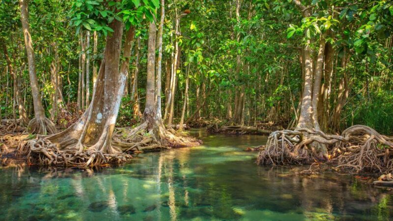 Vam Sat Mangrove Forest Private Tour from Ho Chi Minh City - What the Tour Includes and Excludes