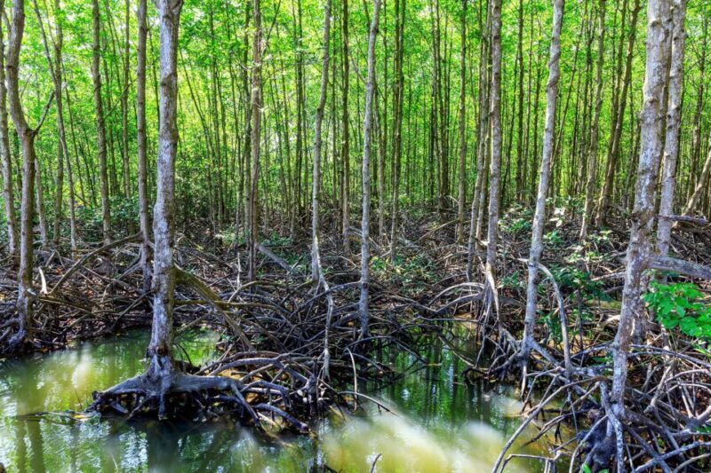 Vam Sat Mangrove Forest Private Tour from Ho Chi Minh City - Authentic Experiences and Real Traveler Feedback