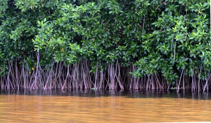 Vam Sat Mangrove Forest Private Tour from Ho Chi Minh City - Final Words
