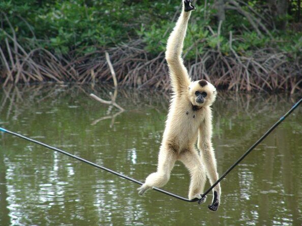Vam Sat Mangrove Forest - VIP Private Tour from Ho Chi Minh City - Introduction to the Tour Experience