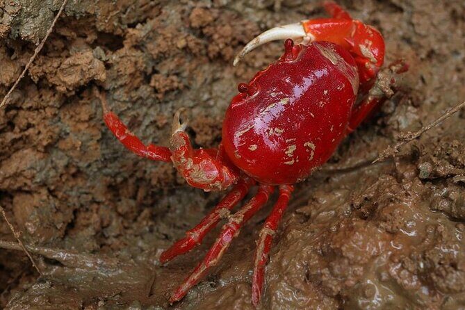 Vam Sat Mangrove Forest - VIP Private Tour from Ho Chi Minh City - Value for Money