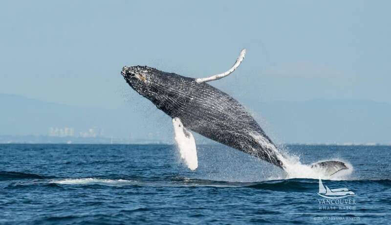 Vancouver, BC: Whale Watching Tour Small Zodiac with Guide - Who Is This Tour Best For?