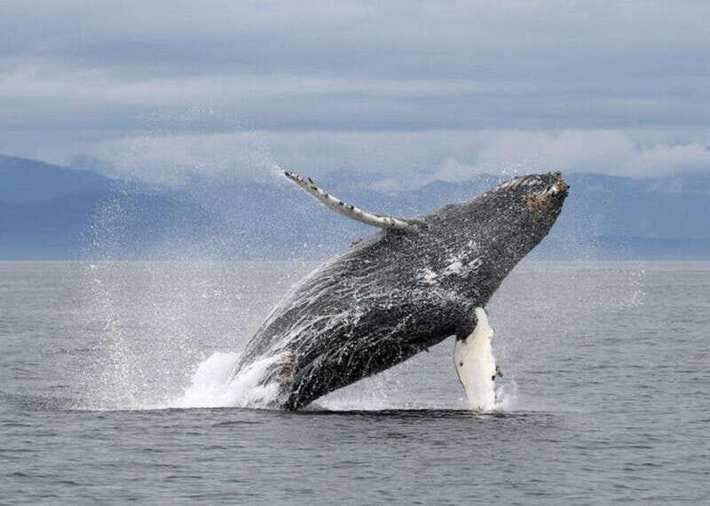 Vancouver, BC: Whale Watching Tour with Guide - A Practical Look at the Whale Watching Experience
