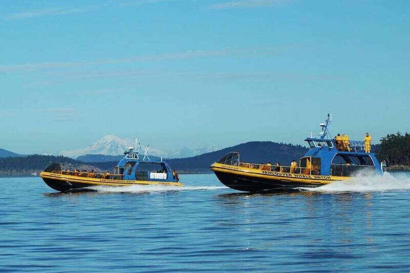 Vancouver, BC: Whale Watching Tour with Guide - Making the Most of Your Trip