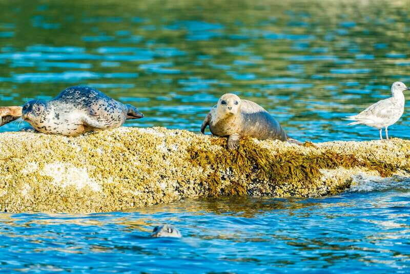 Vancouver: City and Seal Boat Tour - Exploring Vancouver’s Waterways: What to Expect