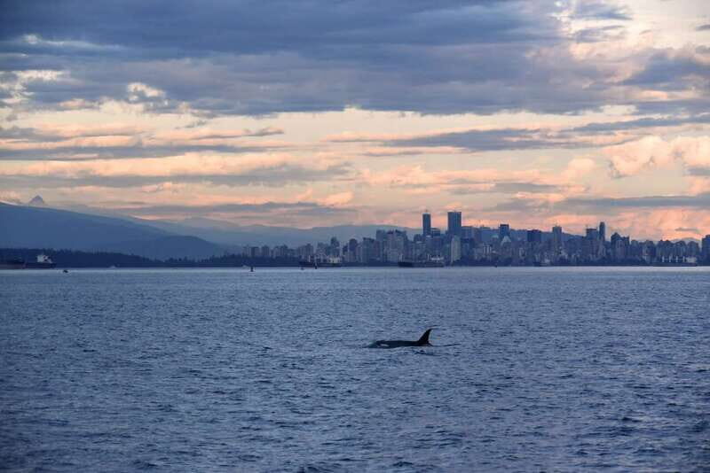 Vancouver: Covered Whale Watching Adventure with Free Photos - Starting Point and Logistics