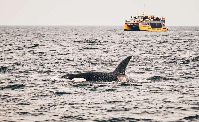 Vancouver: Covered Whale Watching Adventure with Free Photos - The Sightings – Wildlife and Scenery
