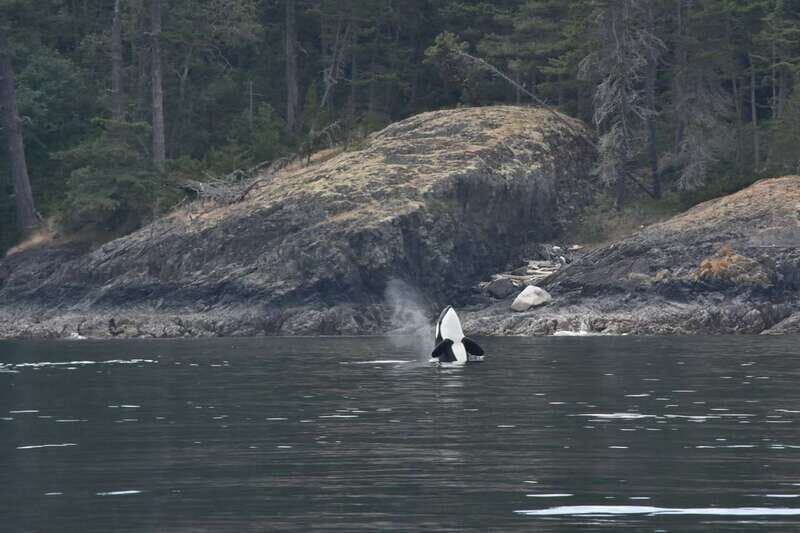 Vancouver: Covered Whale Watching Adventure with Free Photos - Photos and Souvenirs