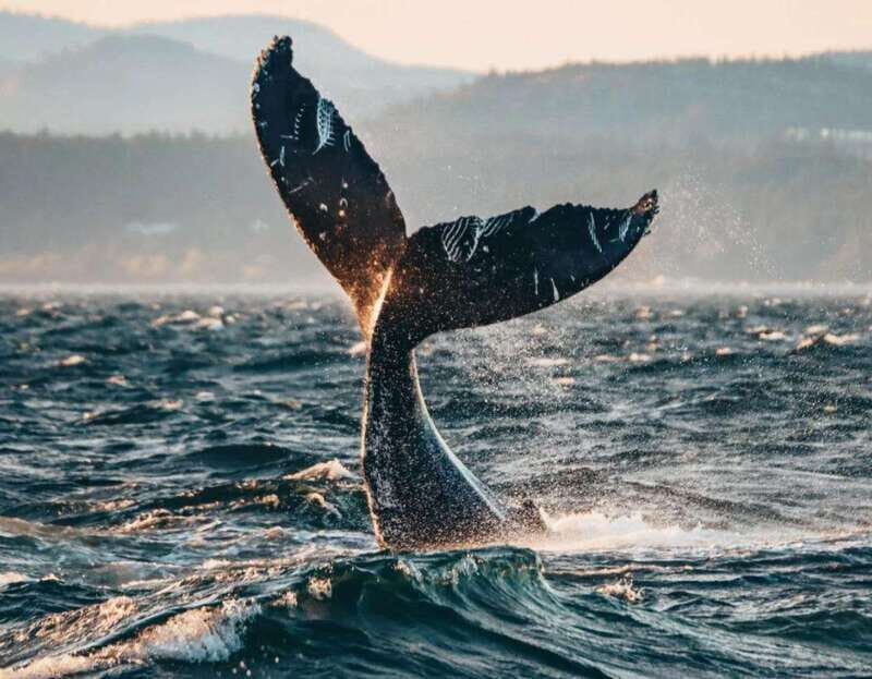 Vancouver: Covered Whale Watching Adventure with Free Photos - The Experience – What’s It Like?