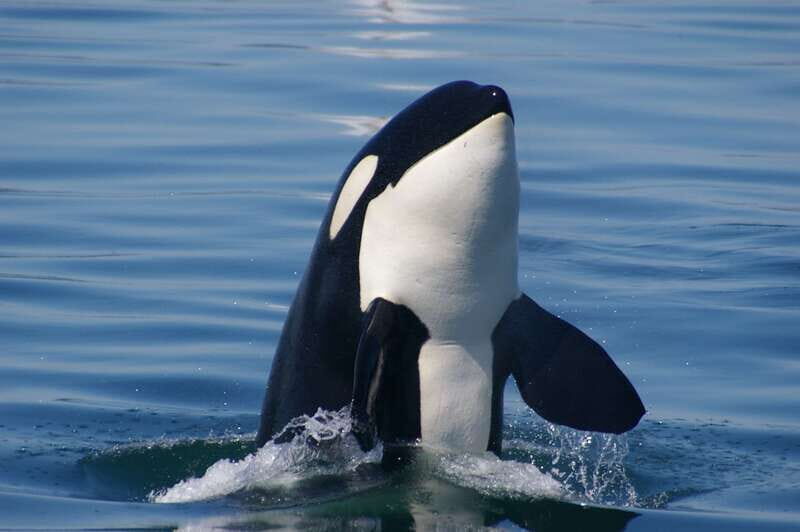 Vancouver: Day Trip to Victoria Seaplane with Whale Watching - What Makes This Tour Stand Out?
