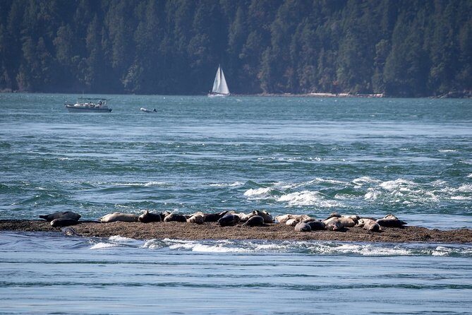 Vancouver Half-Day Whale Watching Adventure with Free Photos - FAQs