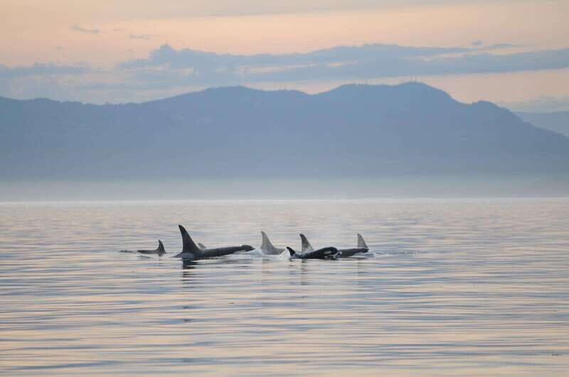 Vancouver Island: Cowichan Bay Sunset Whale Watching Tour - Who Will Love This Tour?
