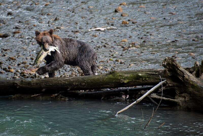Vancouver Island: Full-Day Grizzly Bear Tour at Toba Inlet - What Travelers Say