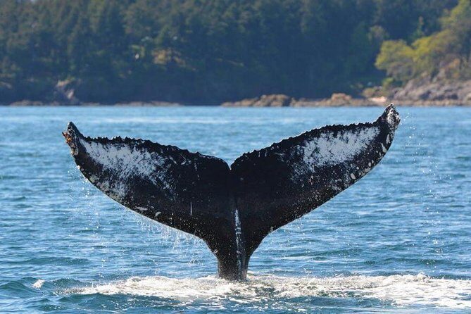 Vancouver Island Half-Day Whale Watching Tour - Telegraph Cove - Introduction