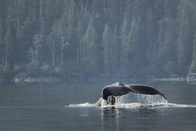 Vancouver Island Half-Day Whale Watching Tour - Telegraph Cove - Key Points