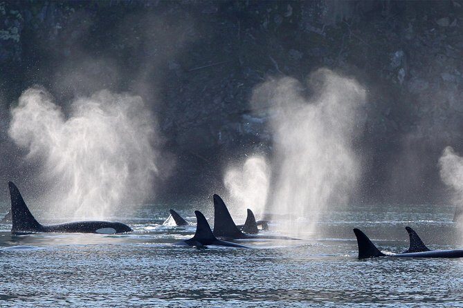 Vancouver Island Half-Day Whale Watching Tour - Telegraph Cove - Itinerary Breakdown