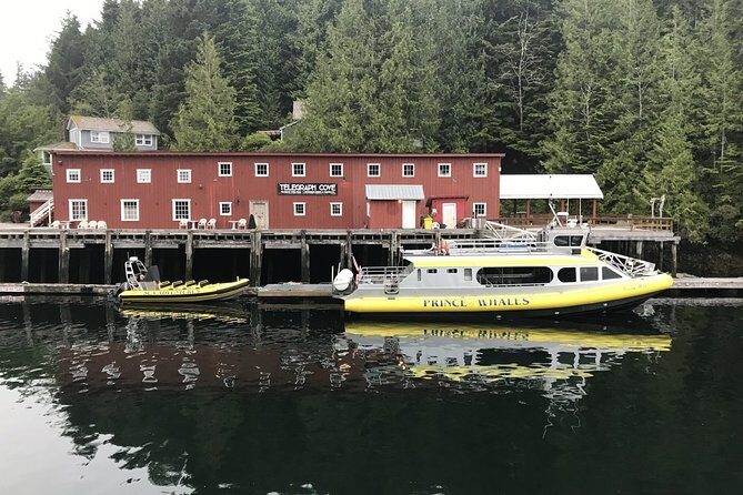 Vancouver Island Half-Day Whale Watching Tour - Telegraph Cove - Reviews Overview