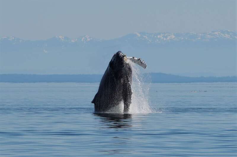 Vancouver Island: People Water Land - Indigenous & Whales - Analyzing the Value