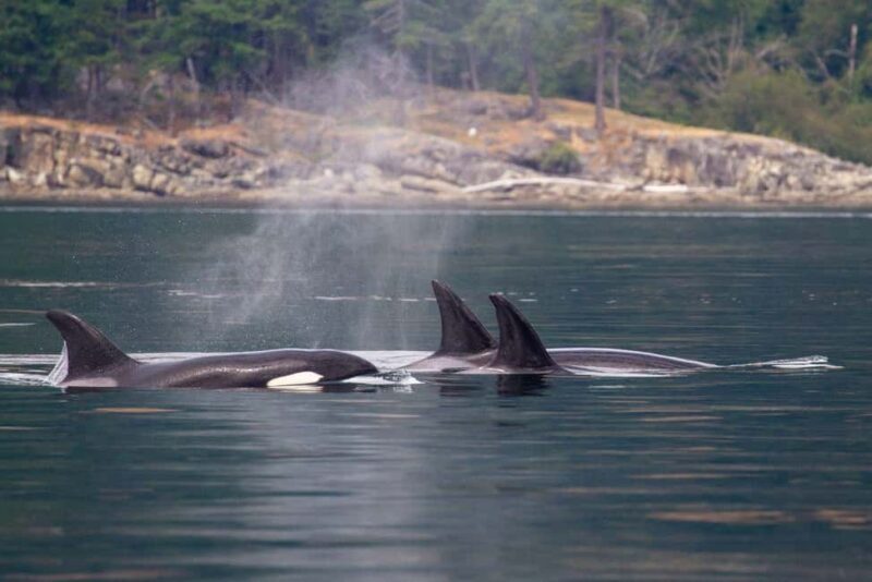Vancouver Island: Whale Watching Tour - An Introduction to the Experience