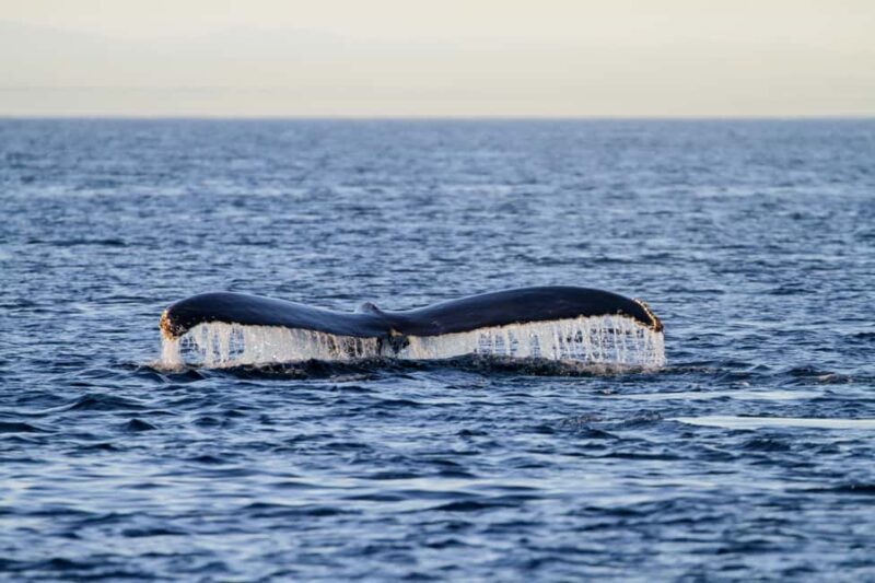 Vancouver Island: Whale Watching Tour - Wildlife Encounters and Marine Diversity