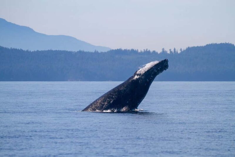 Vancouver Island: Whale Watching Tour - Real Traveler Feedback