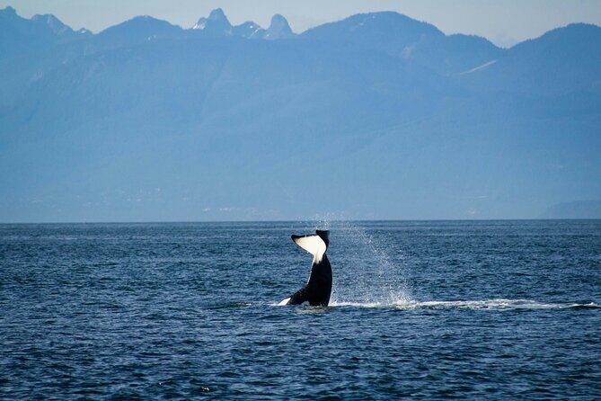 Vancouver Sailing Tour - Learn the Ropes - An In-Depth Look at the Vancouver Sailing Tour