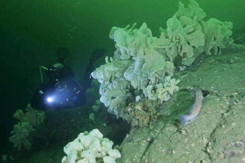 Vancouver: Scuba Dive Boat Charter - Diving and Marine Life Highlights