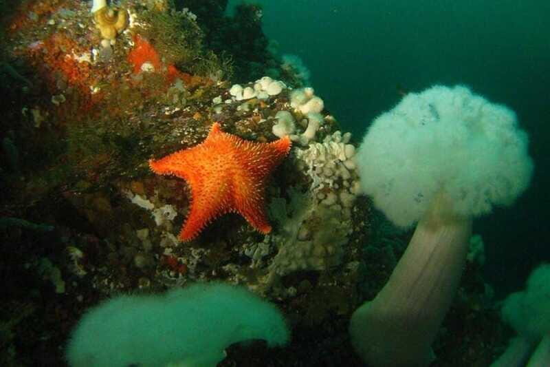 Vancouver: Scuba Dive Boat Charter - Who Should Consider This Tour?