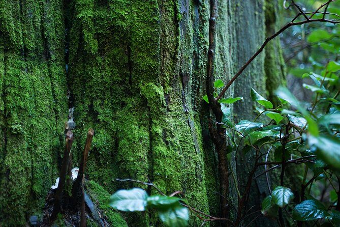 Vancouver Secrets of Stanley Park Walking Tour - Walk Through the Stops with Authentic Perspectives