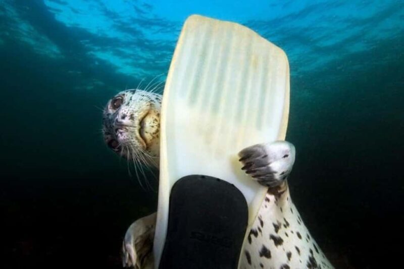 Vancouver: Snorkel, Kayak, and Seal Adventure Boat Tour - Key Points