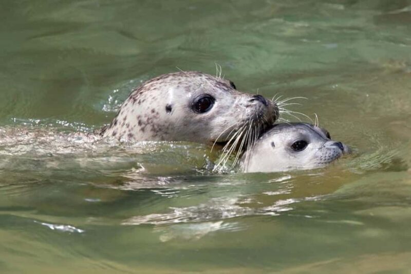 Vancouver: Snorkel, Kayak, and Seal Adventure Boat Tour - The Bottom Line: Is It Worth It?