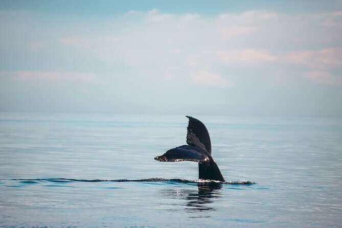 Vancouver Sunset Whale Watching Adventure with Free Photos - Who Will Appreciate This Tour?